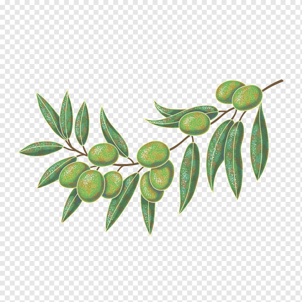 Оливки на ветке