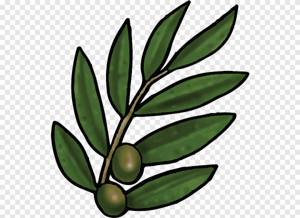 Оливковые листья