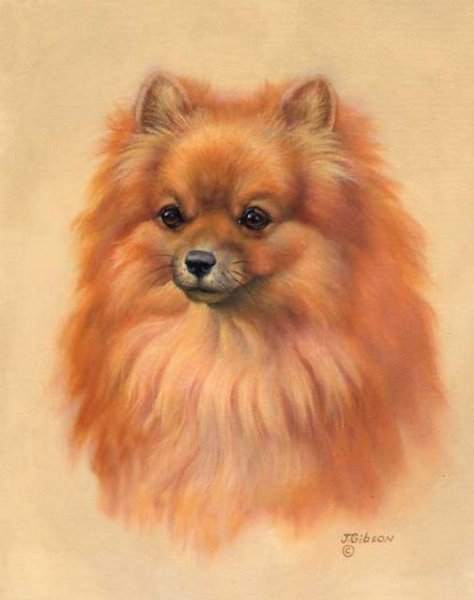 Померанский шпиц тату