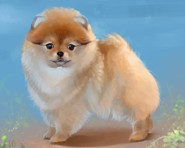 Нарисовать шпица