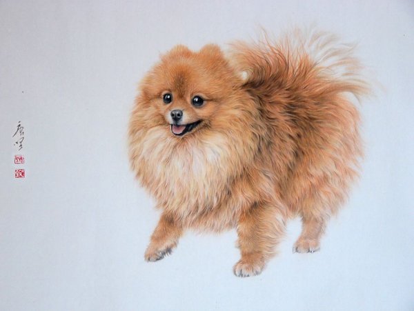 Померанский шпиц портрет