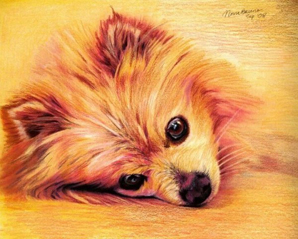 Шпиц мультяшный