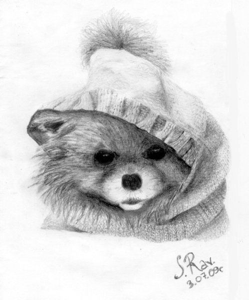 Шпиц рисунок