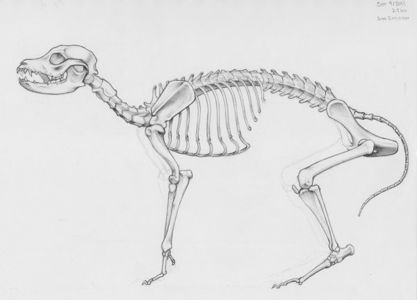 Скелет собаки для рисования