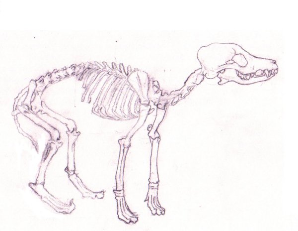 Скелет собаки позвонки