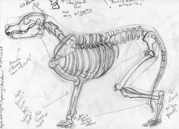 Скелет собаки анатомия