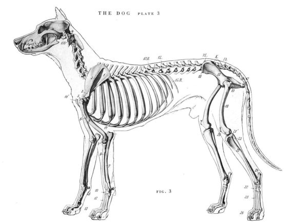 Скелет собаки сбоку