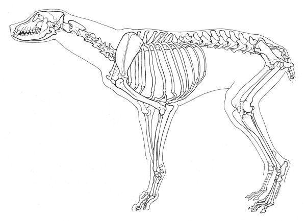 Скелет собаки вектор