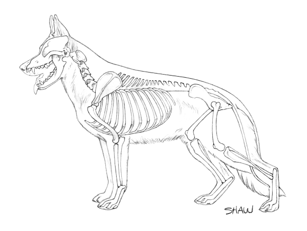 Скелет лабрадора