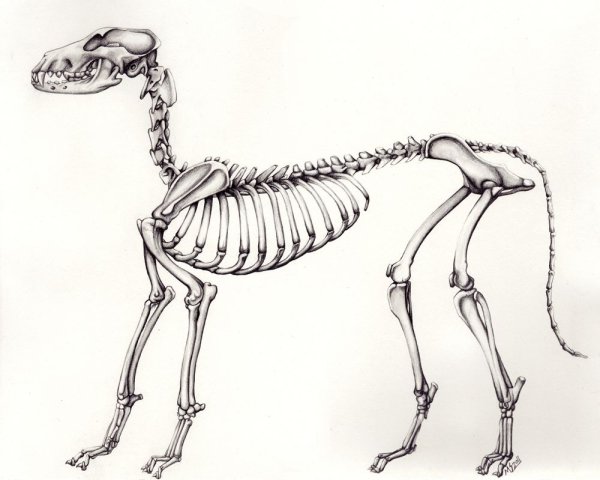Анатомия собаки скелет Доберман