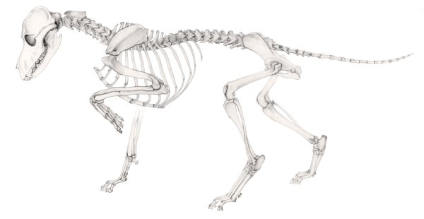 Скелет собаки спереди