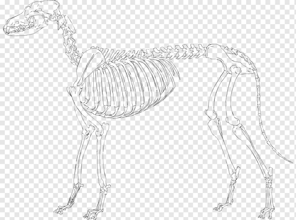 Внешнее строение млекопитающих скелет