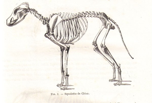 Скелет собаки