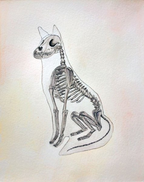 Строение скелета собаки спереди