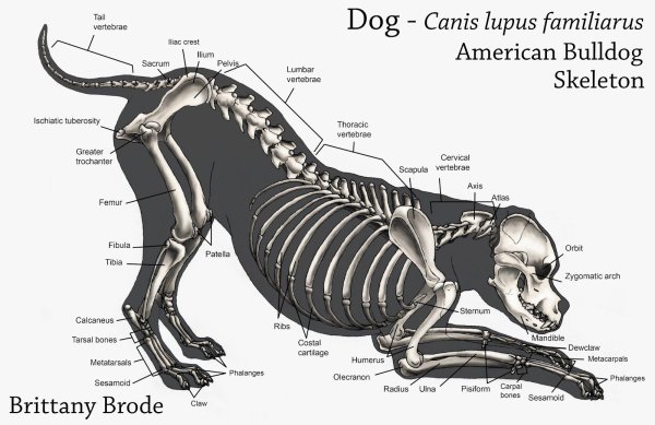 Скелет собаки карандашом