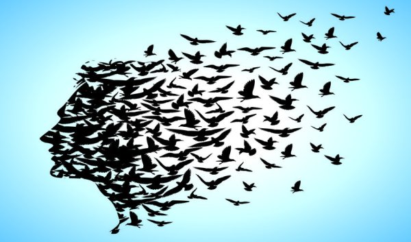 Птицы разлетаются