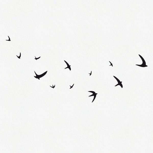 Стайка птиц вдалеке