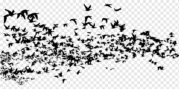 Стая птиц силуэт
