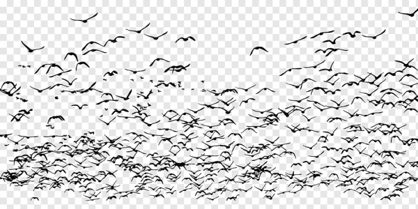 Стая птиц контур