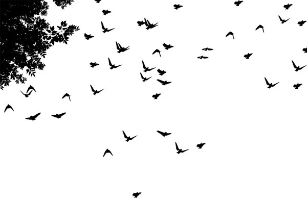 Птицы в небе на белом фоне