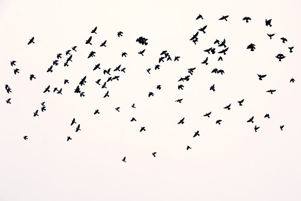 Птицы в небе без фона