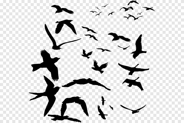 Стая птиц силуэт