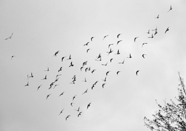 Птицы в небе