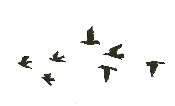 Силуэт птицы