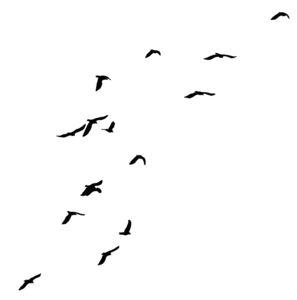 Птицы для фотошопа