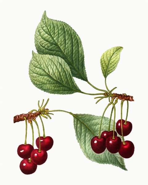 Ветка с ягодами вектор