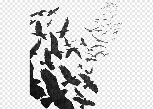 Стая птиц силуэт