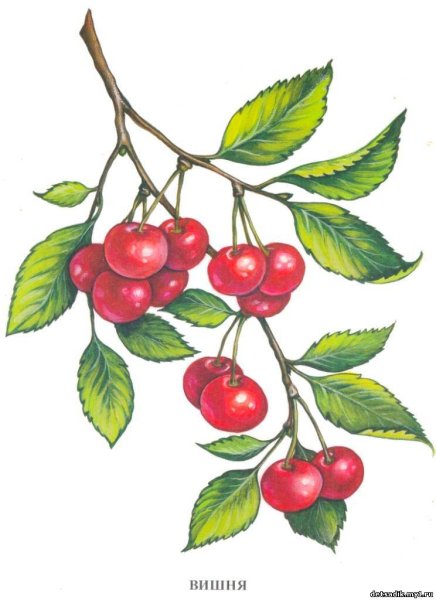 Черешня на ветке