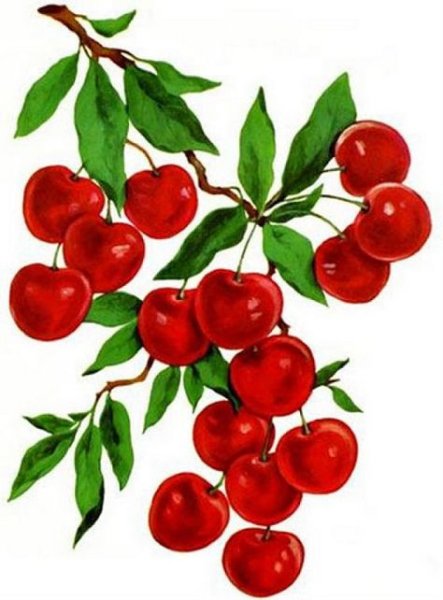 Веточка вишни с ягодами
