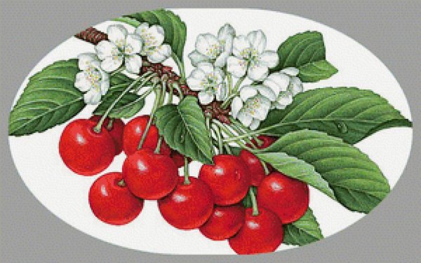 Тату Сакура черно белая