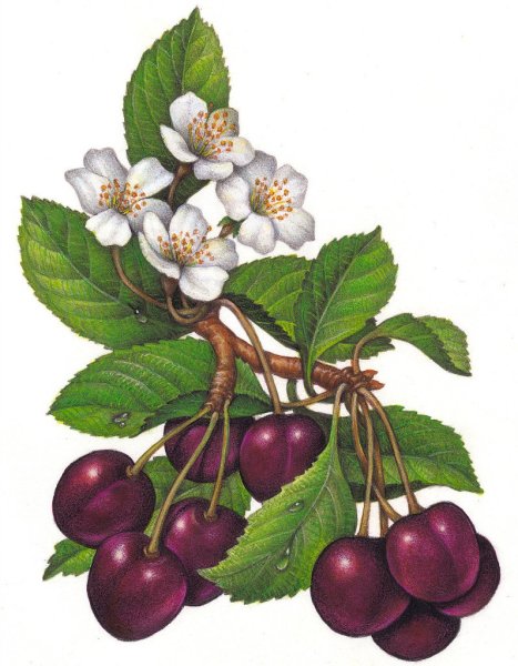 Ветка с ягодами акварелью