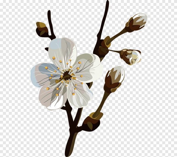 Ветка черешни рисунок