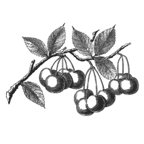 Плодовые деревья раскраска для детей