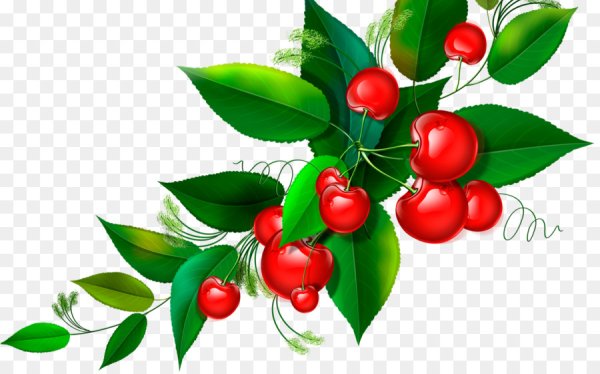 Ветка с ягодами вишни рисование