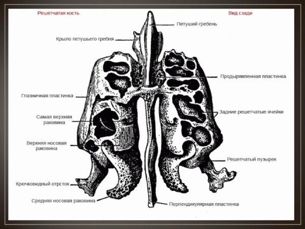 Решетчатая кость Синельников