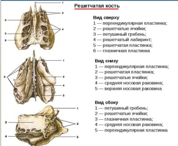 Решетчатая кость вид снизу строение