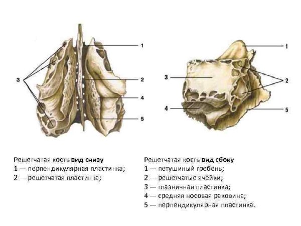 Решетчатая кость анатомия вид сбоку
