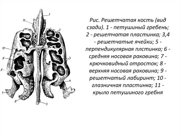 Петушиный гребень решетчатая кость