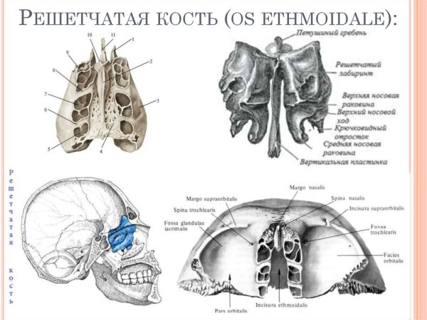 Решетчатая кость (os ethmoidale)