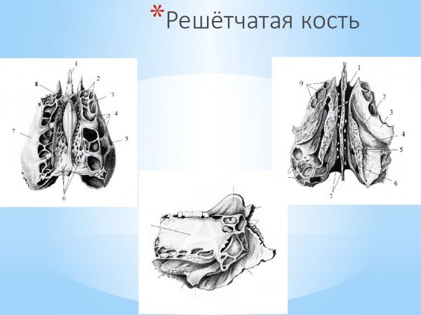Решетчатая кость анатомия Синельников