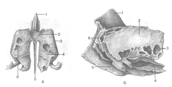 Решетчатая кость вид кости