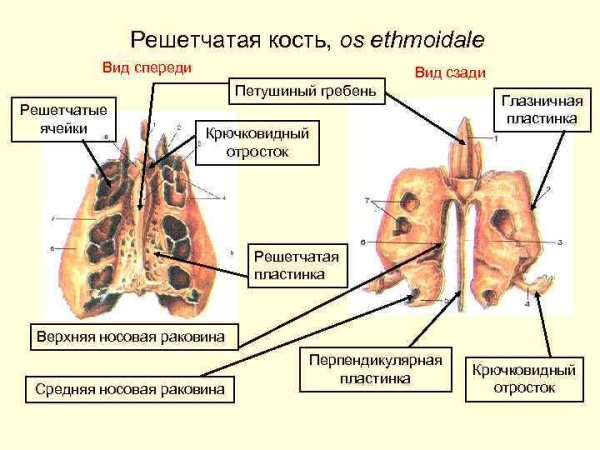 Решетчатая кость (os ethmoidale)