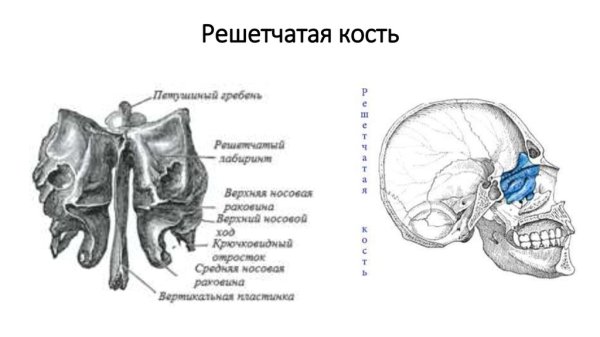 Кости черепа решетчатая кость