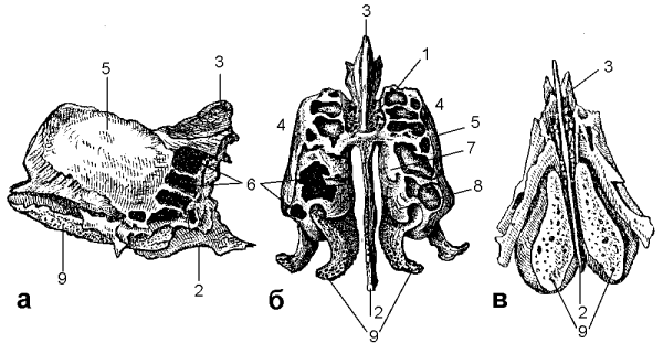 Решетчатая кость анатомия