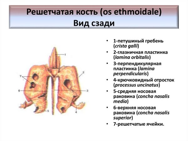 Решетчатая кость крючковидный отросток