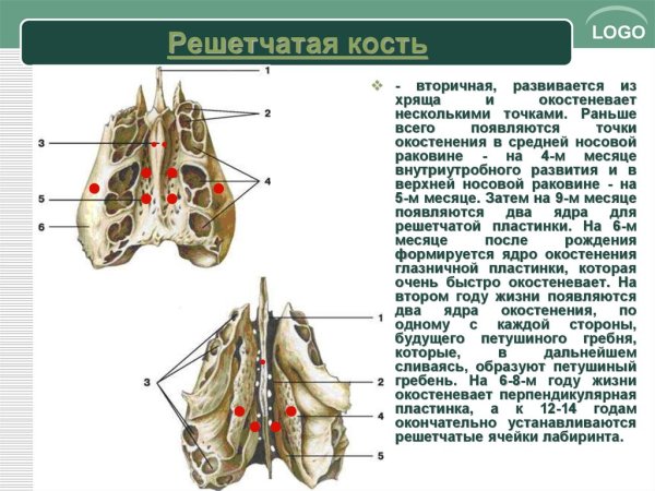 Решетчатая кость анатомия Синельников
